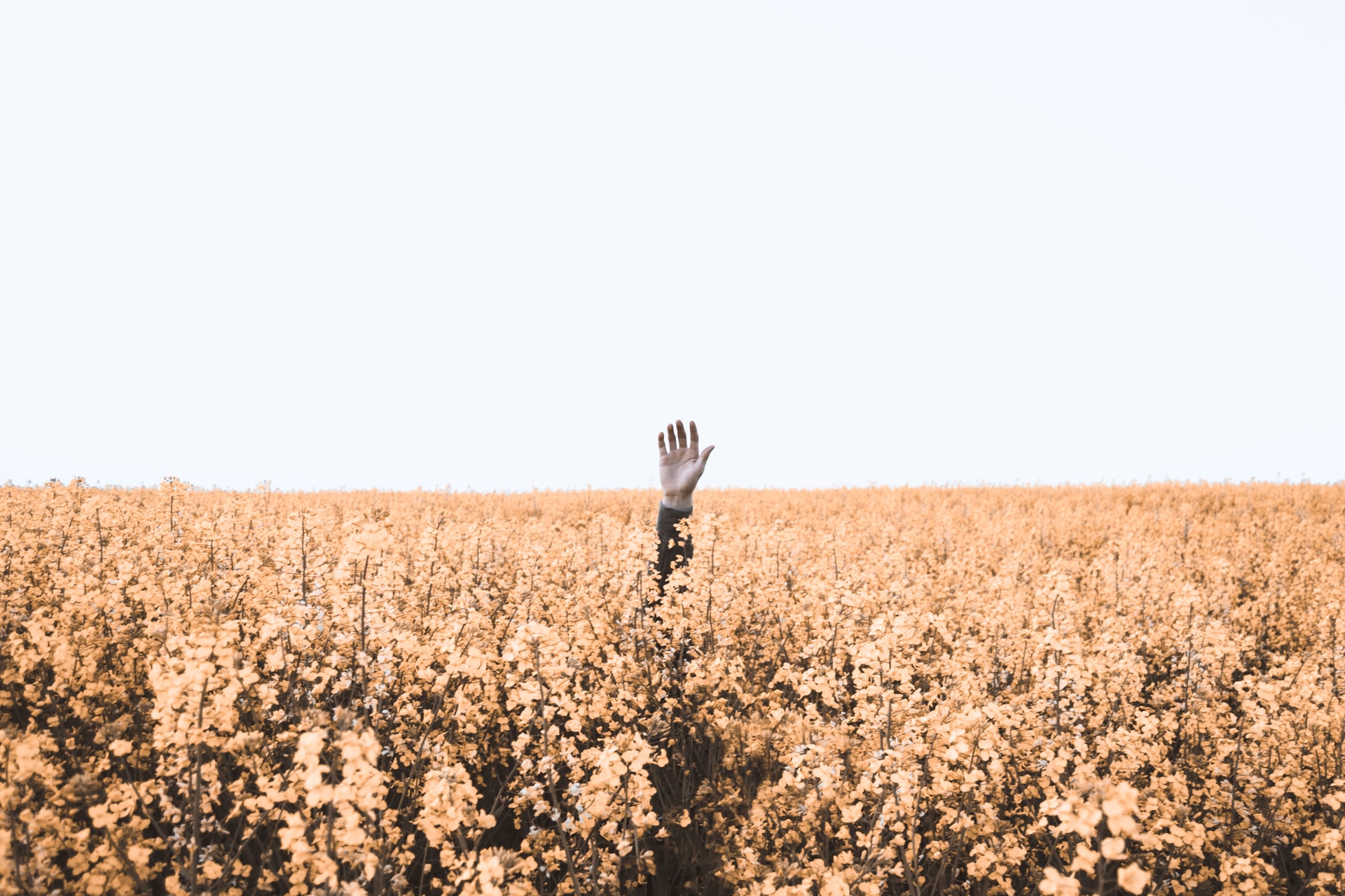 hand-feld hand-feld